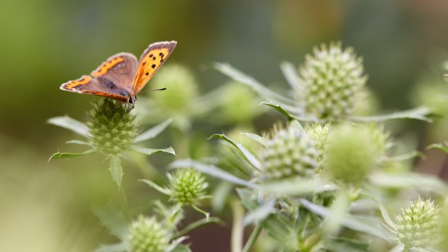 Canon EF 100 mm f/2.8L IS USM Macro | EOS 5D Mark III, f/5, 1/320 s, ISO-250